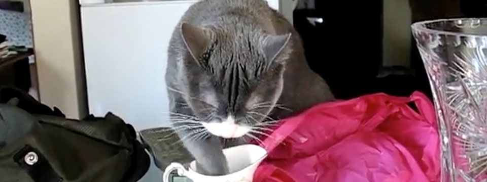 CatVideoFest 2020