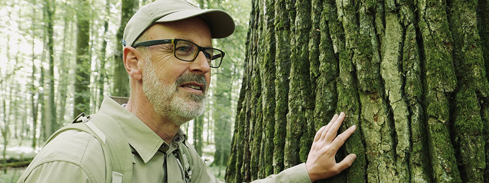 Das geheime Leben der Bäume (The Hidden Life of Trees)