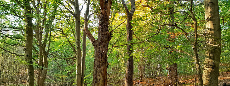 Das geheime Leben der Bäume (The Hidden Life of Trees)