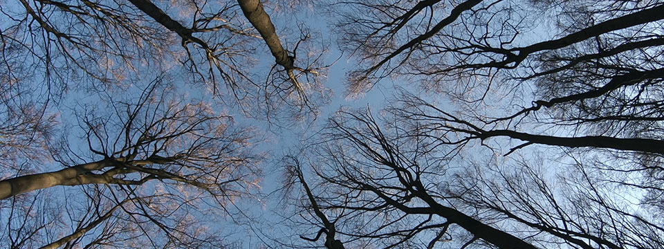 Das geheime Leben der Bäume (The Hidden Life of Trees)