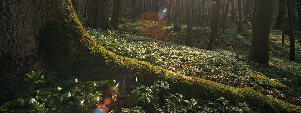 Das geheime Leben der Bäume (The Hidden Life of Trees)