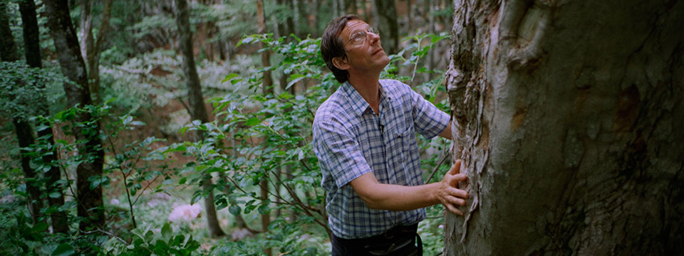 The Quest for Tonewood