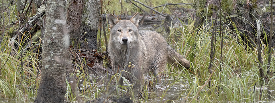 Wolf