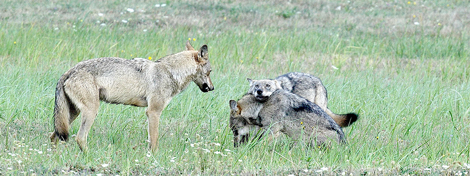 Wolf