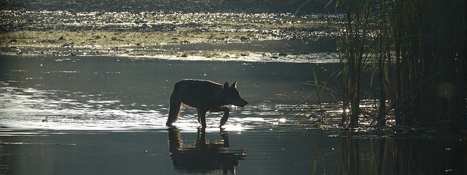 Wolf
