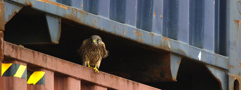 Wild Port of Europe (De nieuwe wildernis 2.0 – Natuur in de havens)