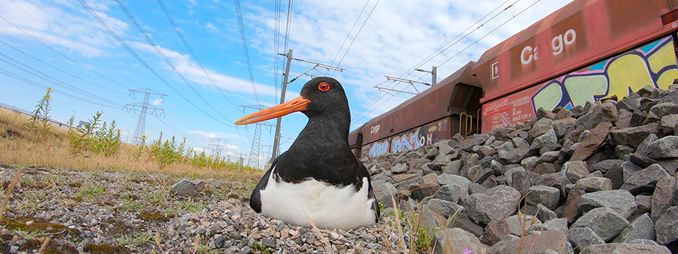 Wild Port of Europe (De nieuwe wildernis 2.0 – Natuur in de havens)