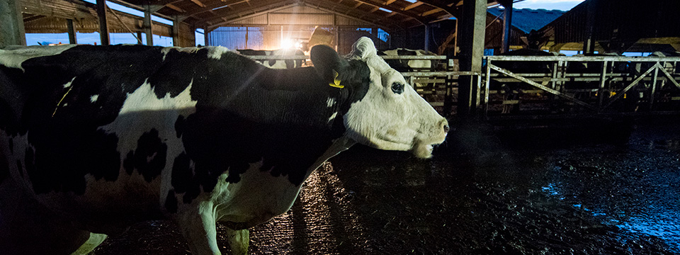 Cow