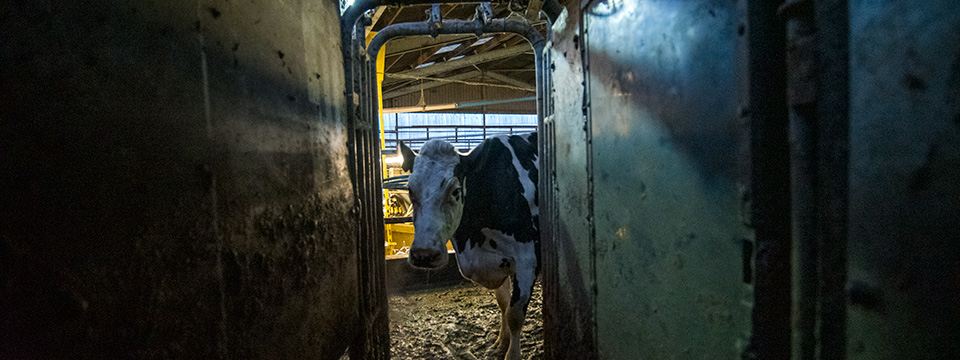 Cow