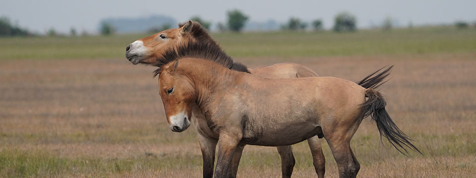 Nature on Tour - Wild Horses