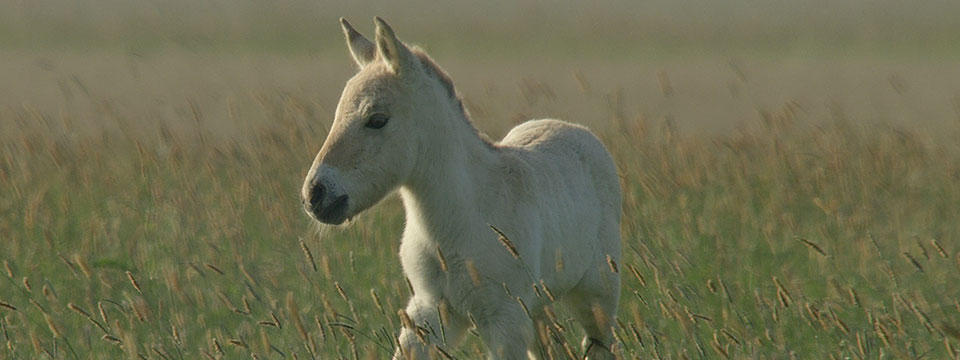 Nature on Tour - Wild Horses