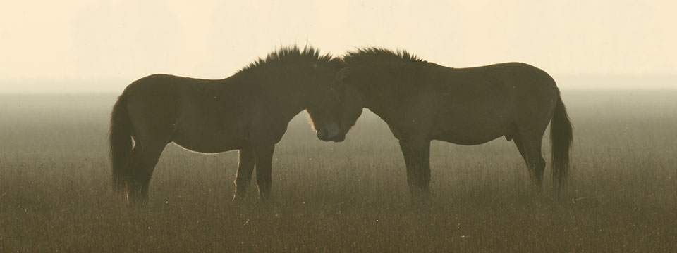 Nature on Tour - Wild Horses