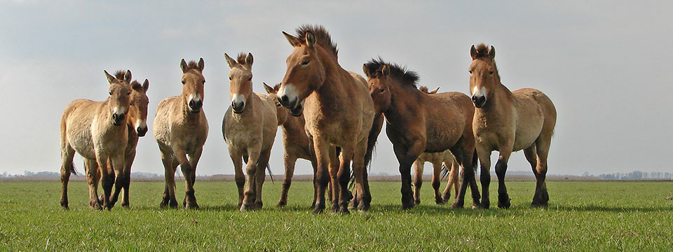 Nature on Tour - Wild Horses