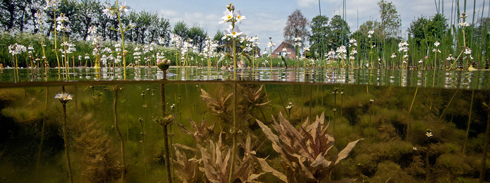 Nature on Tour - Nederland Onder Water