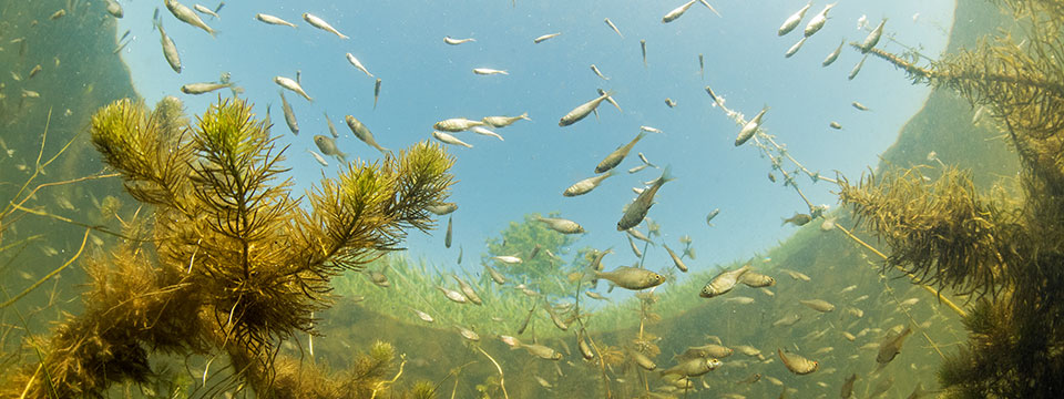 Nature on Tour - Nederland Onder Water