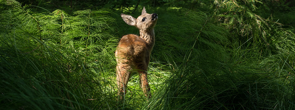 Nature on Tour - Meadow Wild (Weiland, een paradijs naast de deur)