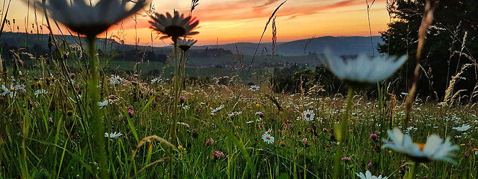 Nature on Tour - Meadow Wild (Weiland, een paradijs naast de deur)