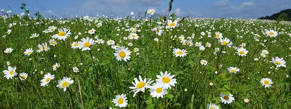 Nature on Tour - Meadow Wild (Weiland, een paradijs naast de deur)