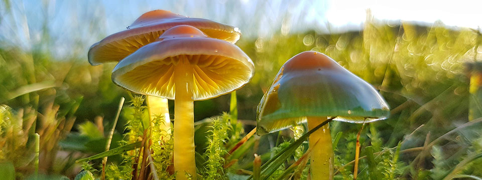 Nature on Tour - Meadow Wild (Weiland, een paradijs naast de deur)