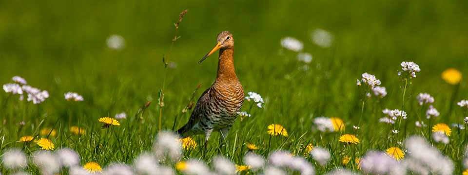 Grutto! De vlucht van een iconische weidevogel