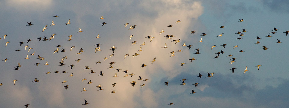 Grutto! De vlucht van een iconische weidevogel