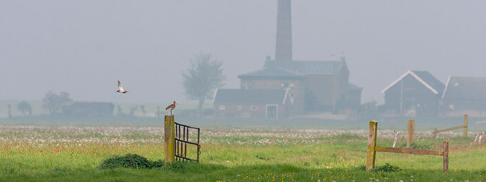 Grutto! De vlucht van een iconische weidevogel