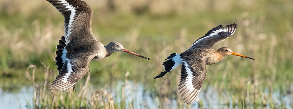 Grutto! De vlucht van een iconische weidevogel