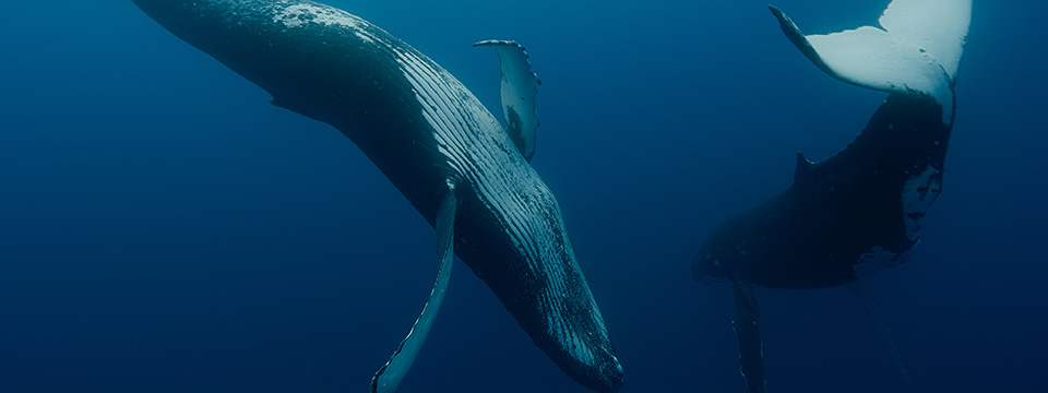 Whale Nation (Les gardiennes de la planète)