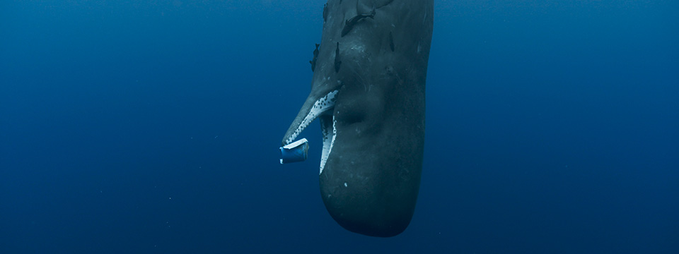 Whale Nation (Les gardiennes de la planète)