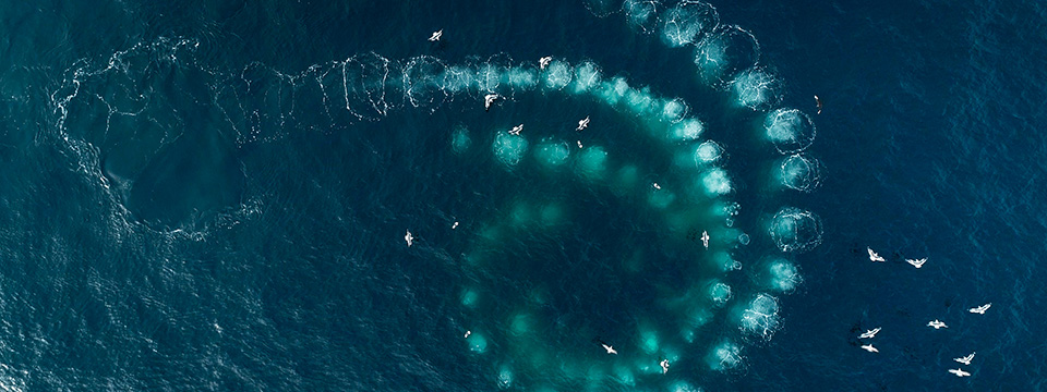 Whale Nation (Les gardiennes de la planète)