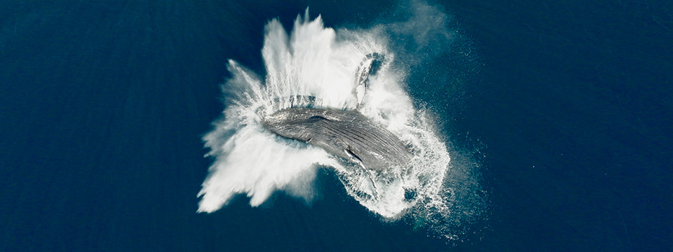 Whale Nation (Les gardiennes de la planète)