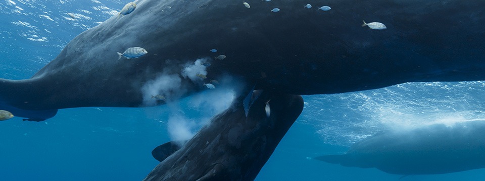 Whale Nation (Les gardiennes de la planète)