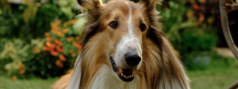 Lassie - Een nieuw Avontuur (Lassie - Ein neues Abenteuer)