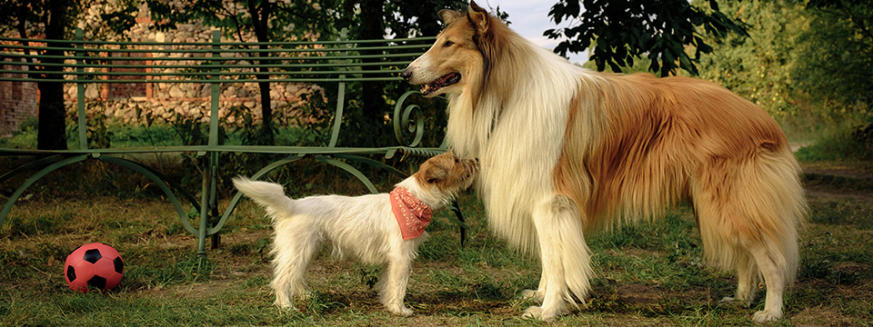 Lassie - Een nieuw Avontuur (Lassie - Ein neues Abenteuer)