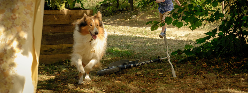 Lassie - Een nieuw Avontuur (Lassie - Ein neues Abenteuer)