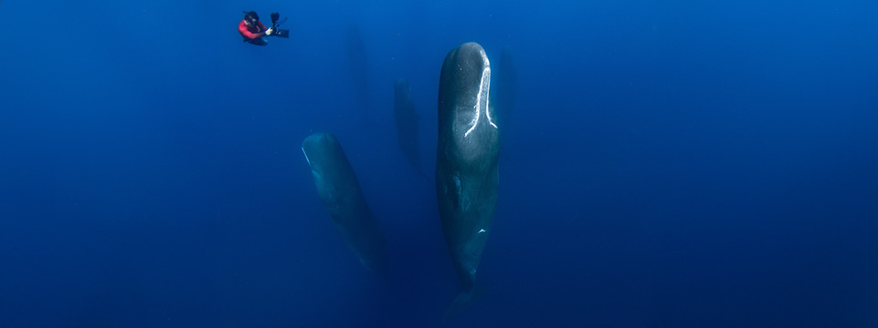 Patrick and the Whale