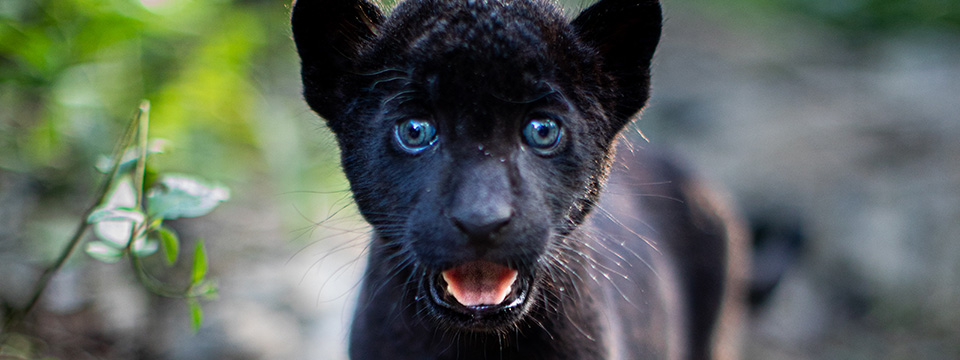 Autumn and the Black Jaguar