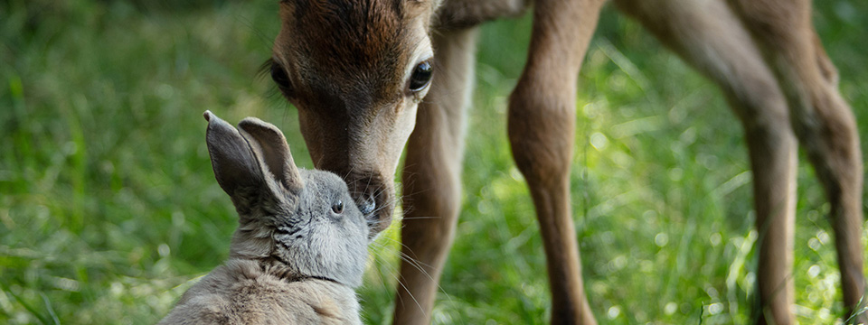 Bambi