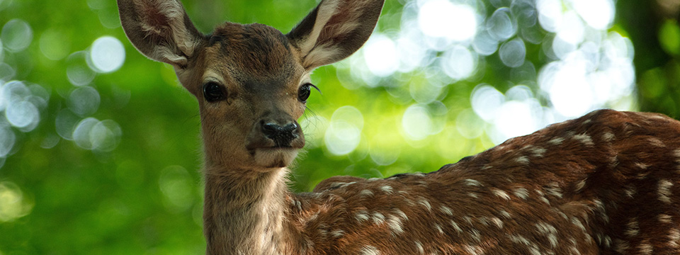 Bambi