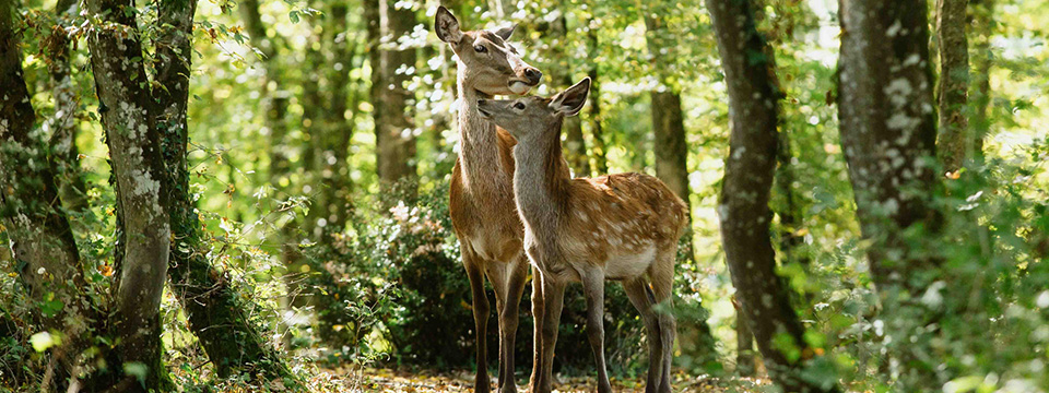 Bambi
