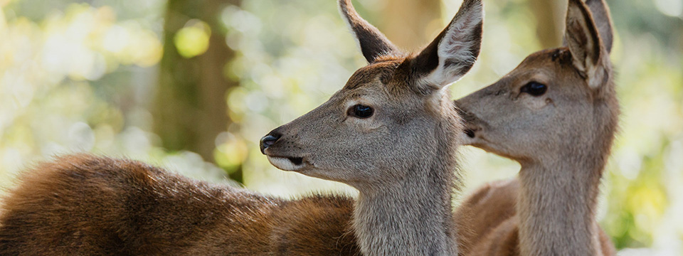 Bambi