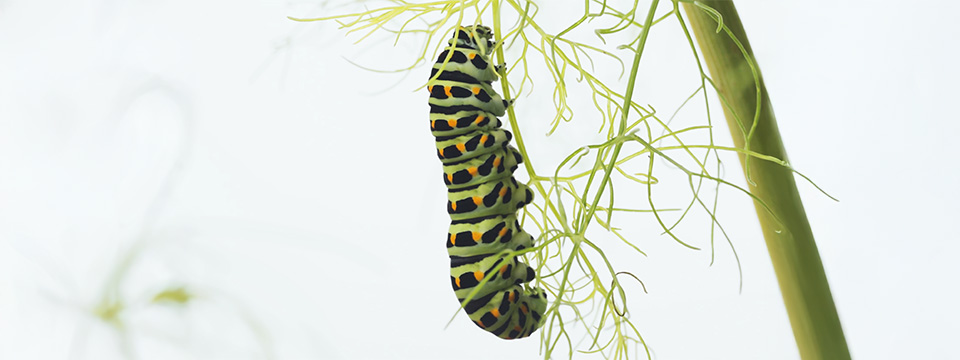 Metamorfose (Metamorphosis)