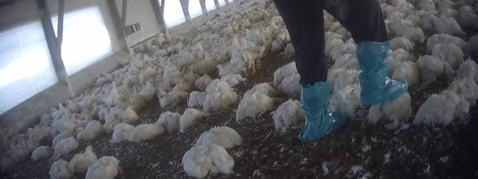 Food for Profit
