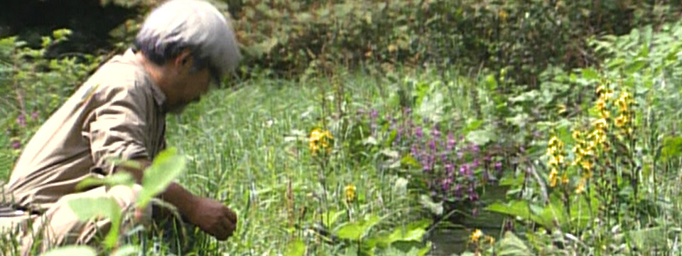 Miyazaki: L'Esprit de la Nature (Miyazaki, Spirit of Nature)