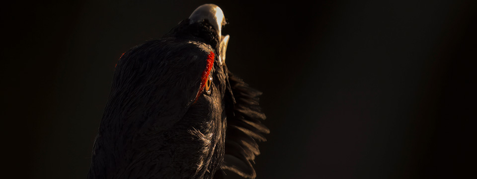 Whispers in the Woods