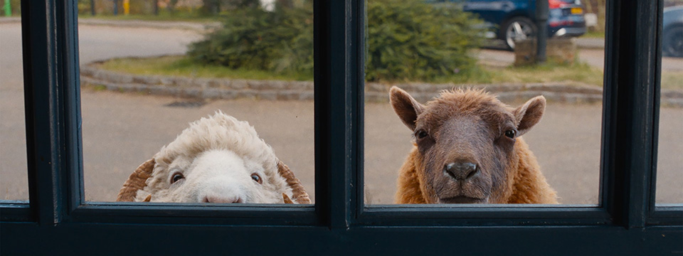 The Sheep Detectives (De schapenspeurders)