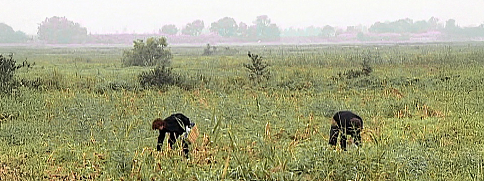 Les glaneurs et la glaneuse (The Gleaners & I)