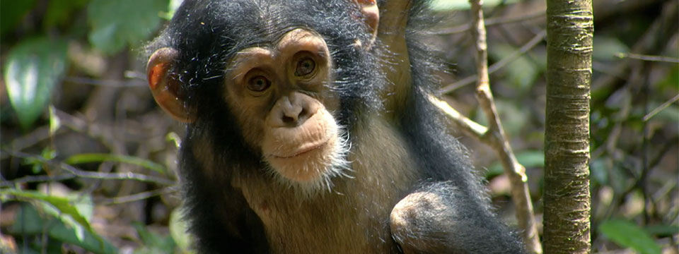 Chimpanzee