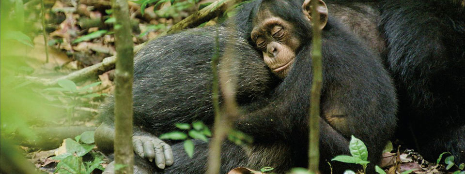 Chimpanzee