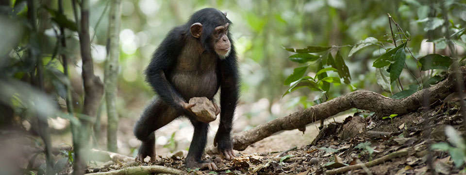 Chimpanzee